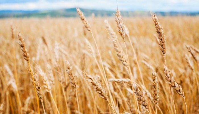 טיפול דיקור סיני בתל-אביב